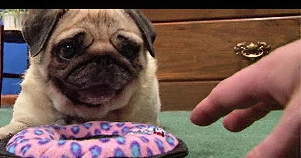 A pug dog looks at a hand holding a pink and blue toy.