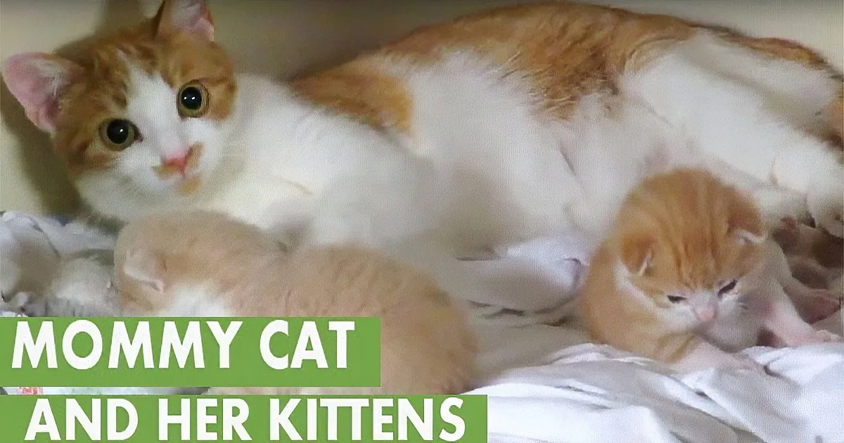 What a Great Cat Mom! Watch This, It Will Leave You in Happy Tears... Aww!
