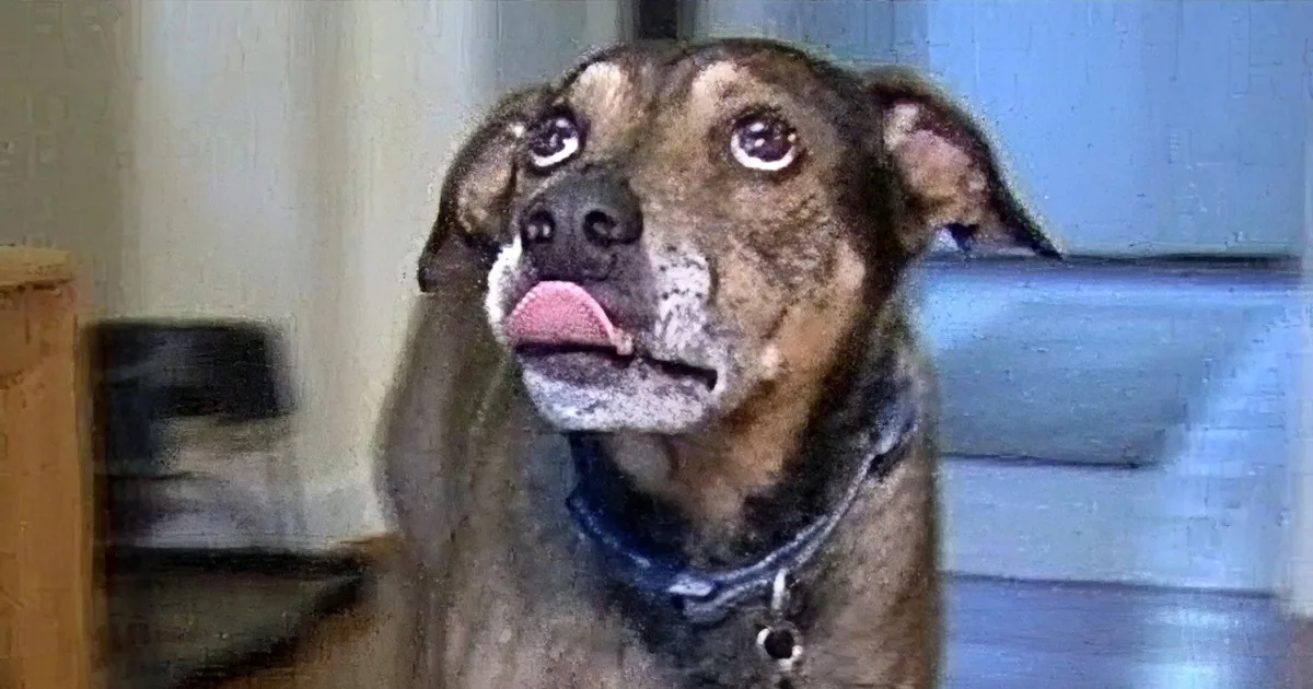 This Dog Jumps Onto Mom''s Bed to Tell Her: ''The Baby Stopped Breathing!''