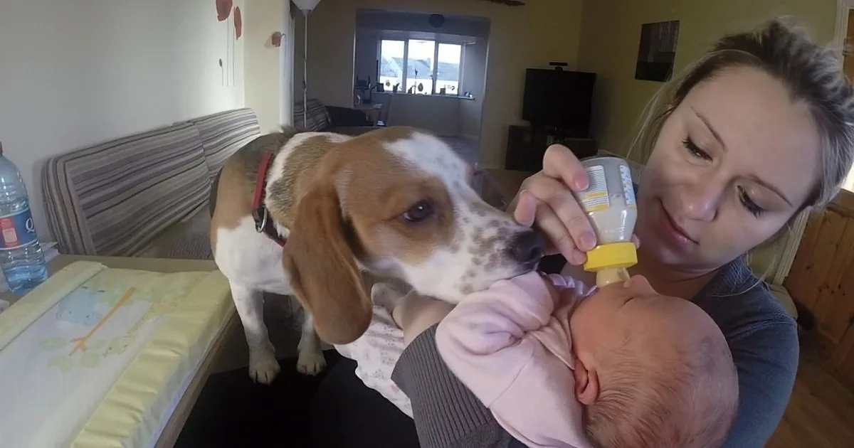A woman holds a baby while a curious dog sniffs a bottle, in a cozy living room setting.
