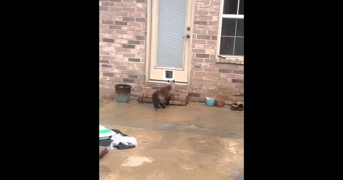 Daddy Installs New Cat Door, but He Never Expected This to Happen... Incredible!
