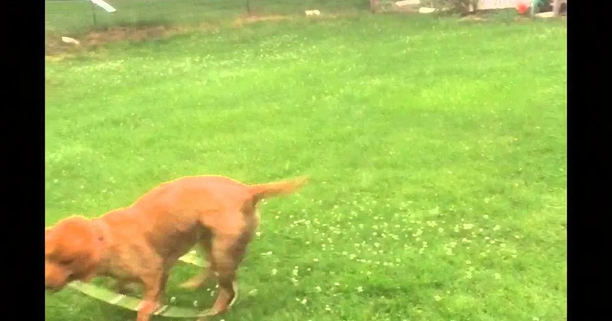 Two dogs playfully chase each other on a grassy lawn.