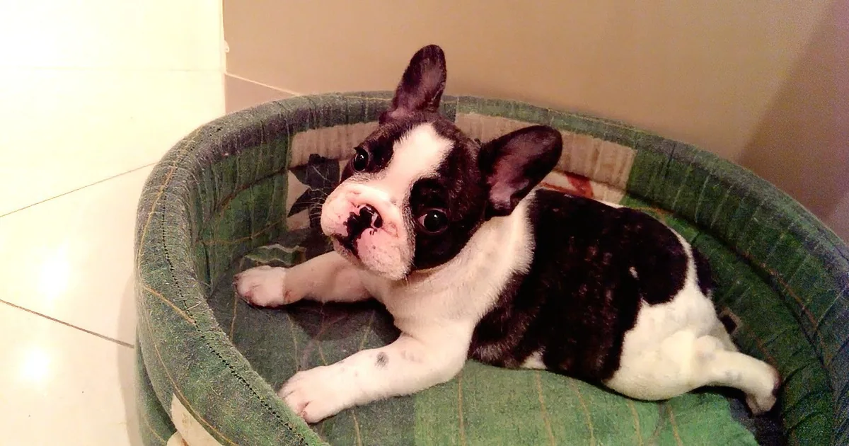 This French Bulldog Is Learning to Bark! See What He Does Next... Way Too Cute!