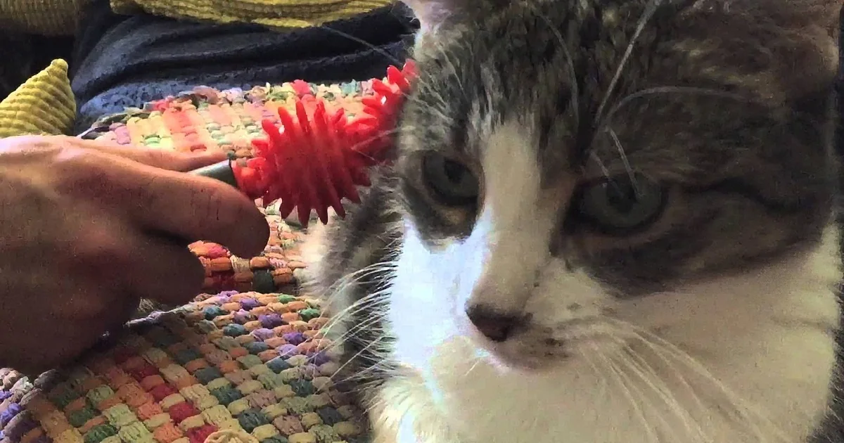 A close-up of a cat with a red, spiky toy near its mouth, held by a person's hand.
