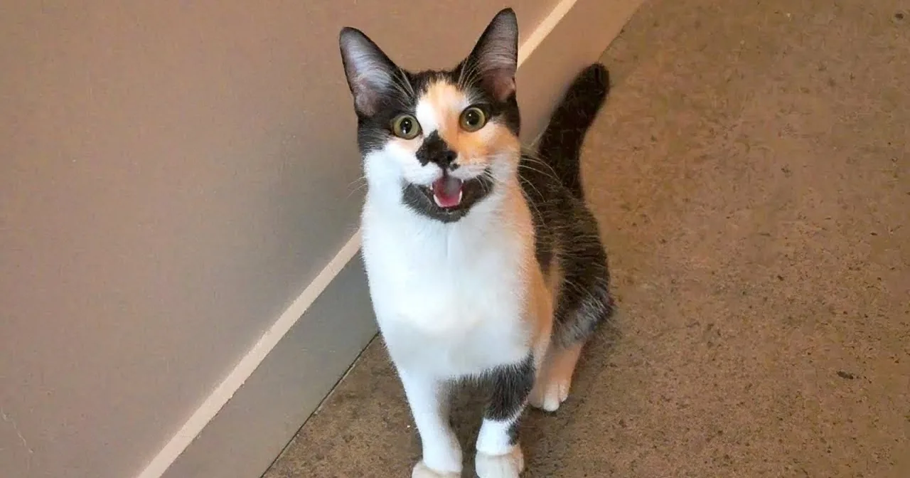 A calico cat with a surprised expression stands on a brown floor, looking up.