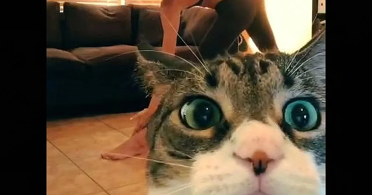 Her Mom Was Making a Yoga Video, but the Cat Stole the Show... Too Cute for Words!