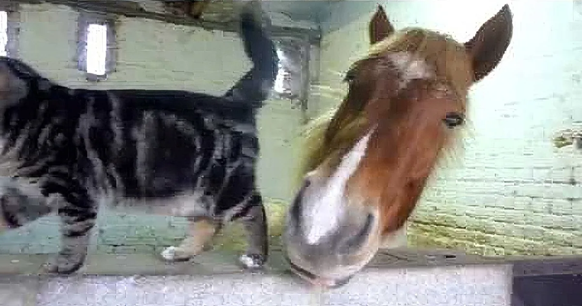 When This Cat Jumped on the Fence, I Never Thought I''d See Her Do This to the Horse! Aww!