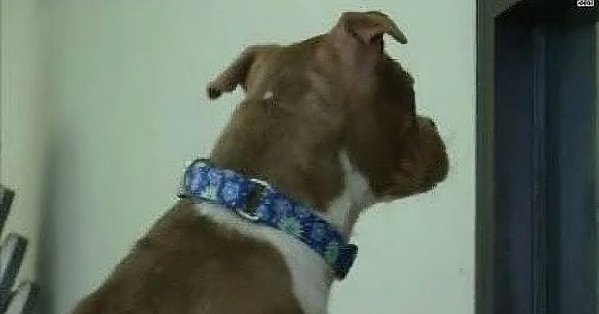 A brown dog wearing a blue patterned collar looks out a door, with a white wall in the background.