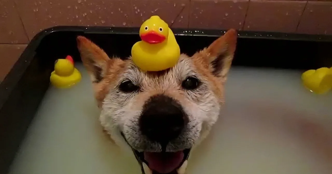 A wet dog with a rubber duck on its head is in a bathtub filled with water and bubbles.