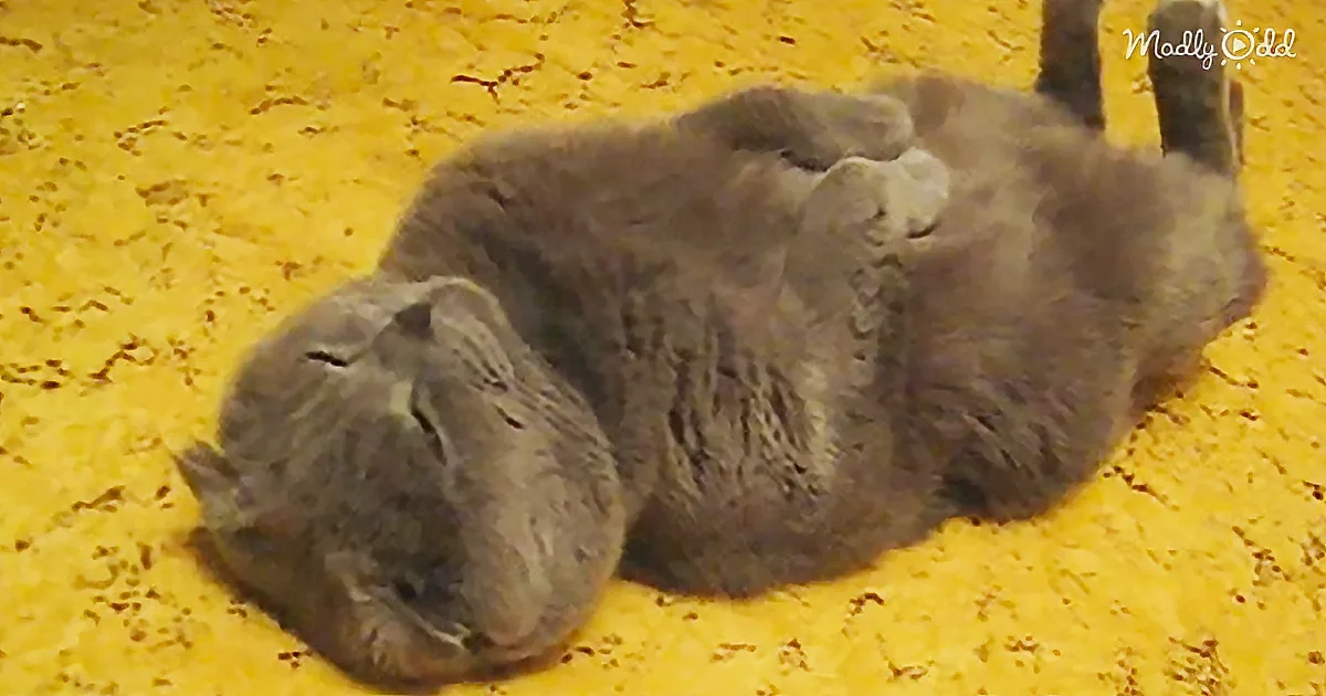 A gray cat is curled up on a yellow textured surface, appearing relaxed and comfortable.