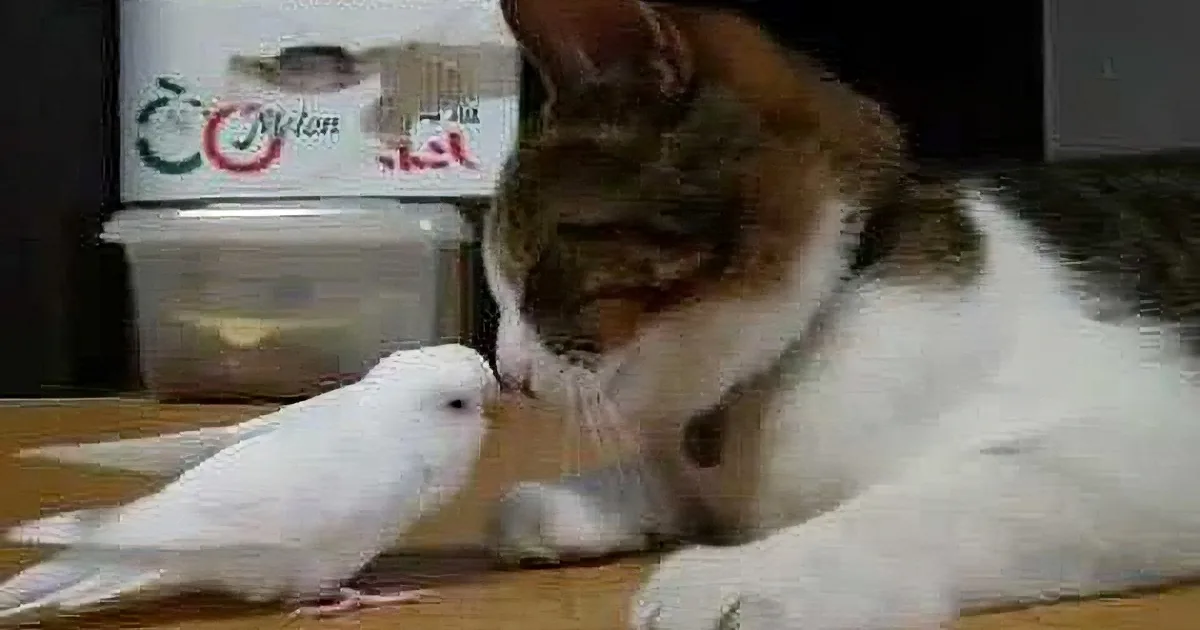 A cat gently nuzzles a small white bird on a wooden surface.