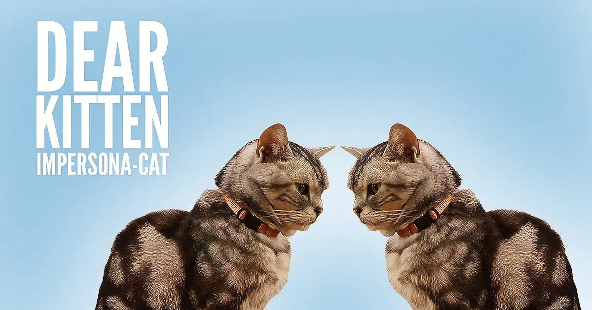 Now We Know What Cats Think When They See Their Reflection in the Mirror!