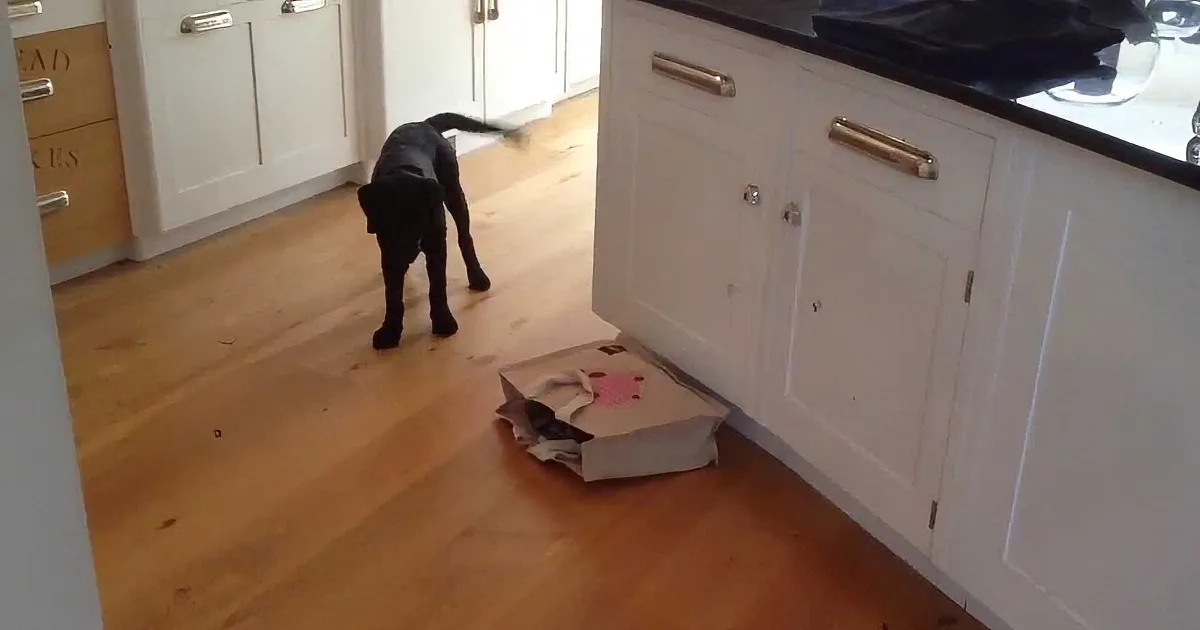 A black dog explores a kitchen with white cabinets and a wooden floor.