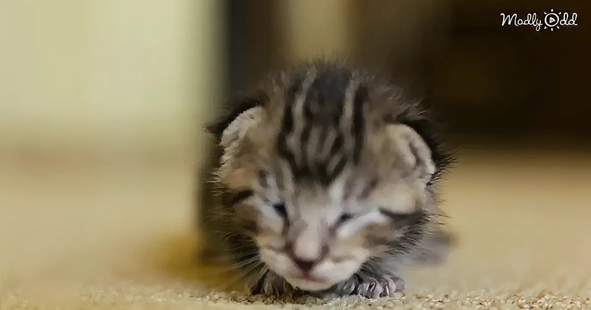 Dropped at a Shelter, This Tiny Kitten Had Only Hours to Live