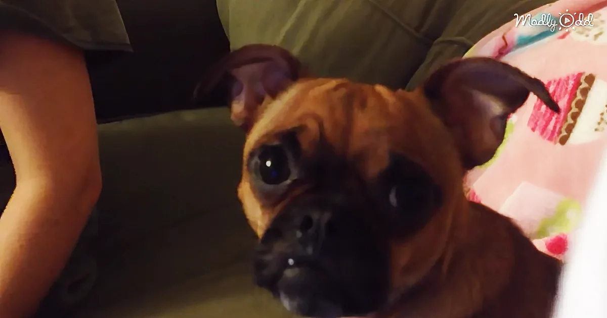 A brown dog with floppy ears and a curious expression looks up at the camera.