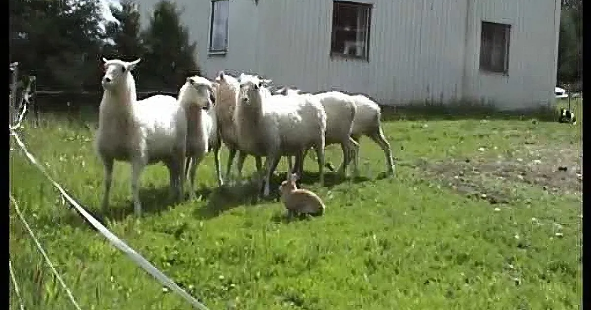 Who Needs a Dog When Your Rabbit Is This Good?! I Don't Believe My Eyes!
