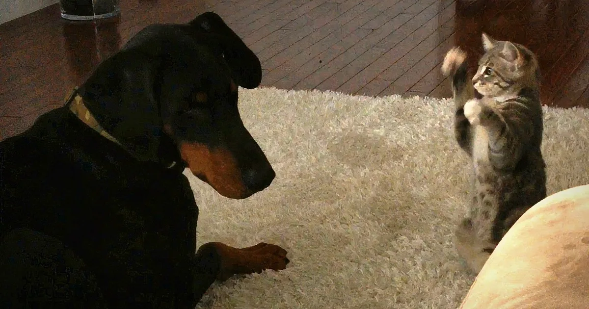 A Doberman and a tabby kitten face each other on a fluffy carpet, both appearing alert and curious.
