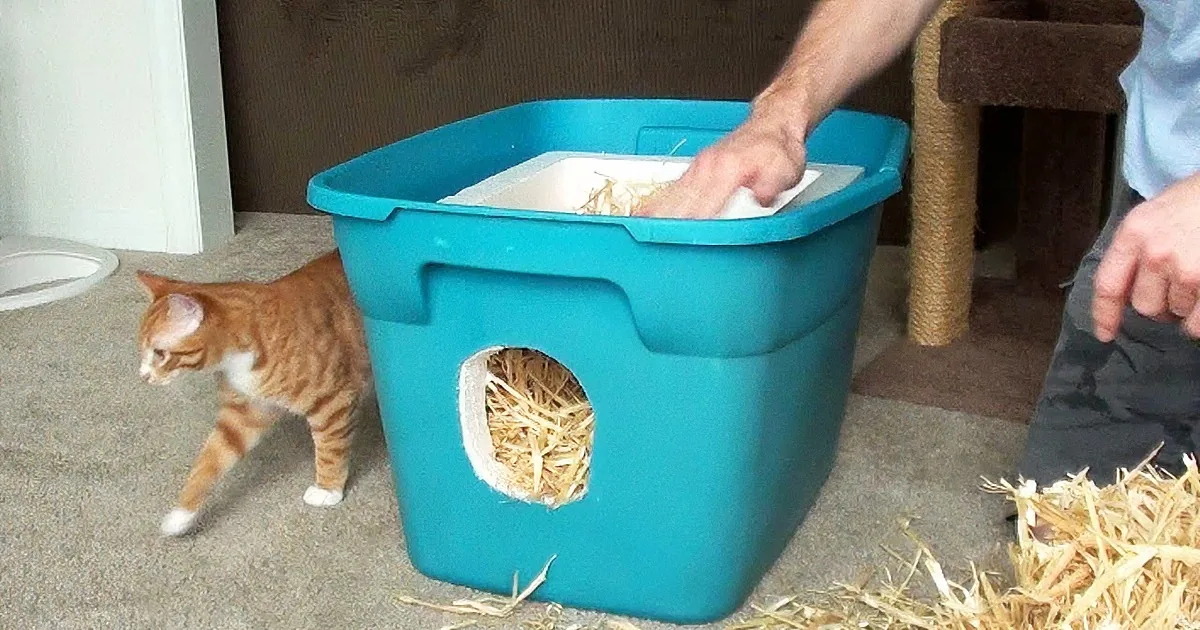 A ginger cat explores a blue litter box as a person cleans it with straw scattered around.