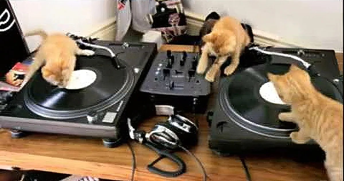 Hire These Kitty Dj''s for Your Next Party and Be the Talk of the Town! I''m Grinning From Ear to Ear!