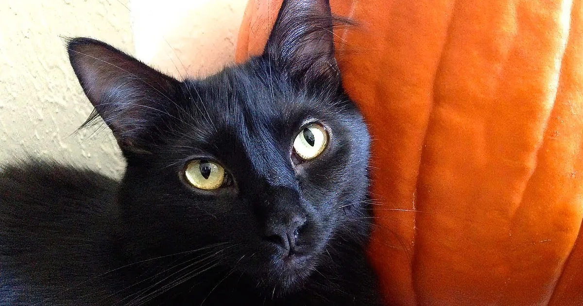 Black Cats Are Amazing, yet Least Likely to Be Adopted. Forget That Superstitious Stuff!!