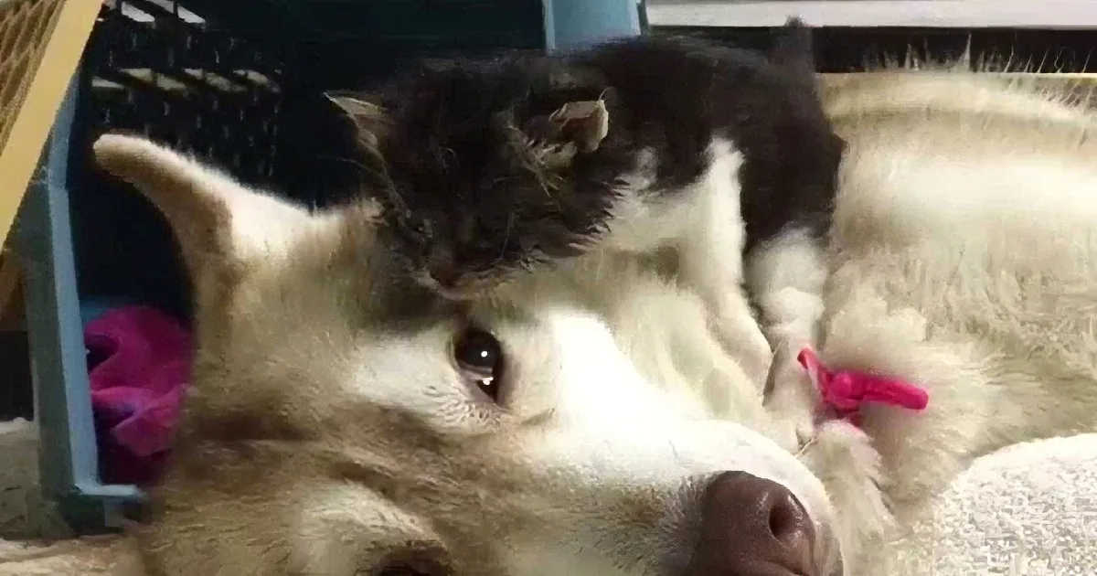 A black-and-white kitten rests on a sleeping dog's back, both lying on a fluffy white surface.