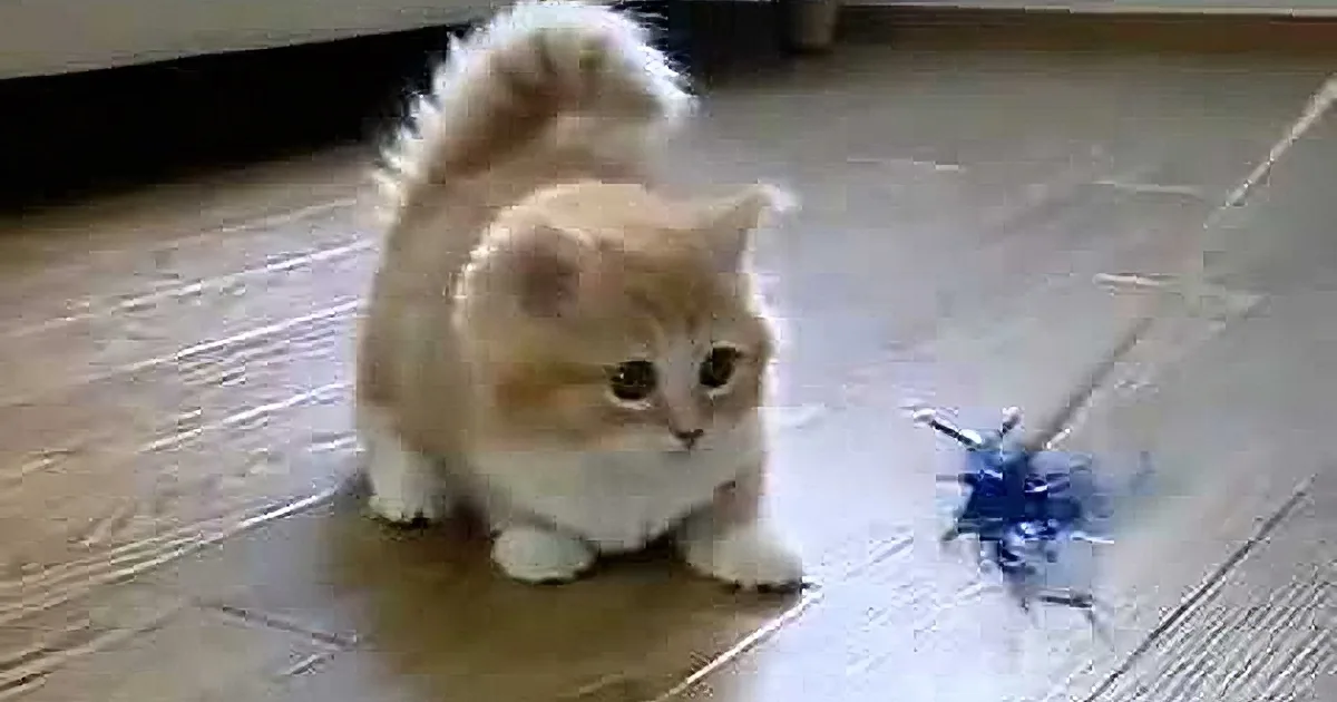These Will Be the Cutest 25 Seconds of Your Day, I Promise! Do Not Miss This!