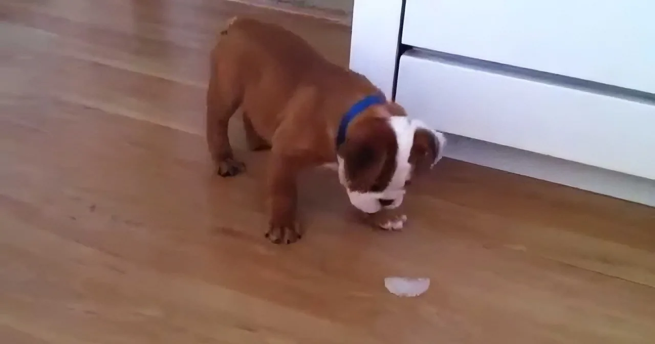 A brown and white dog with a blue collar sniffs a white object on a wooden floor near a white appliance.
