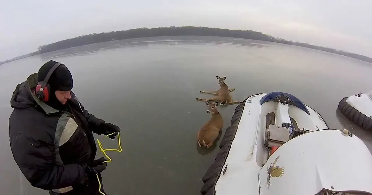 Usually, Deer Pull People on Sleds, but This Time, It Was the Other Way Around. Heroic Rescue!