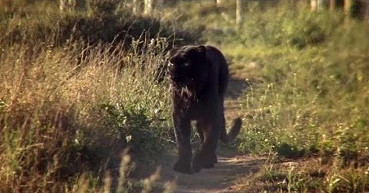 A black panther walks through tall grass in a natural setting.