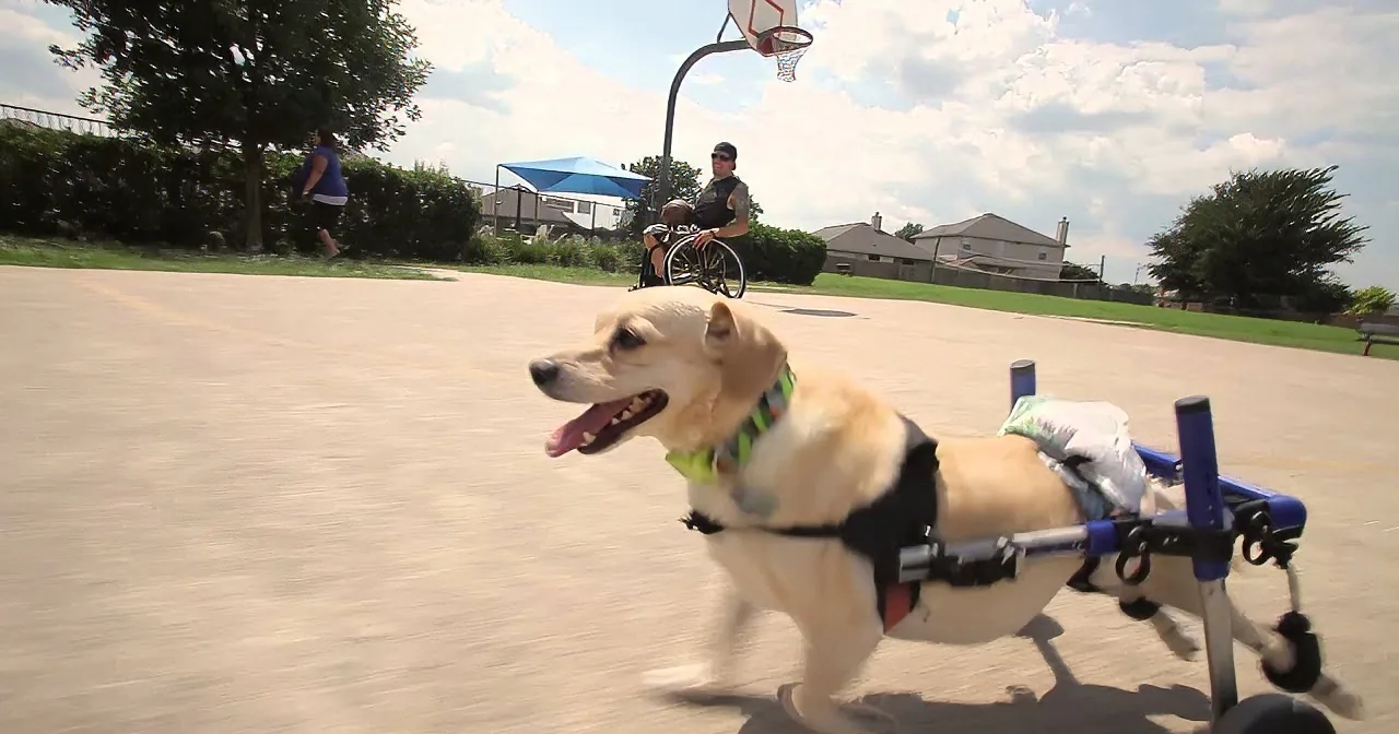 A happy dog in a wheelchair runs on a sunny day, with a person in a wheelchair in the background.