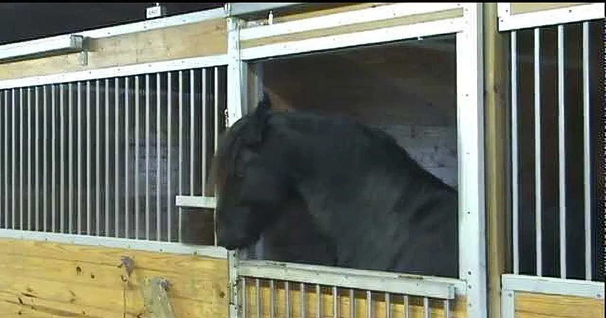 A black horse stands in a stable, partially obscured by a wooden partition.