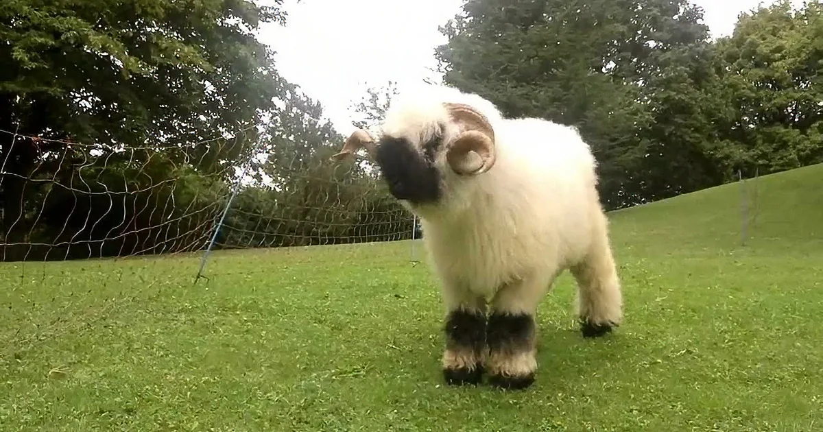 Valais Black-Nosed Sheep Is Extraordinarily Cute