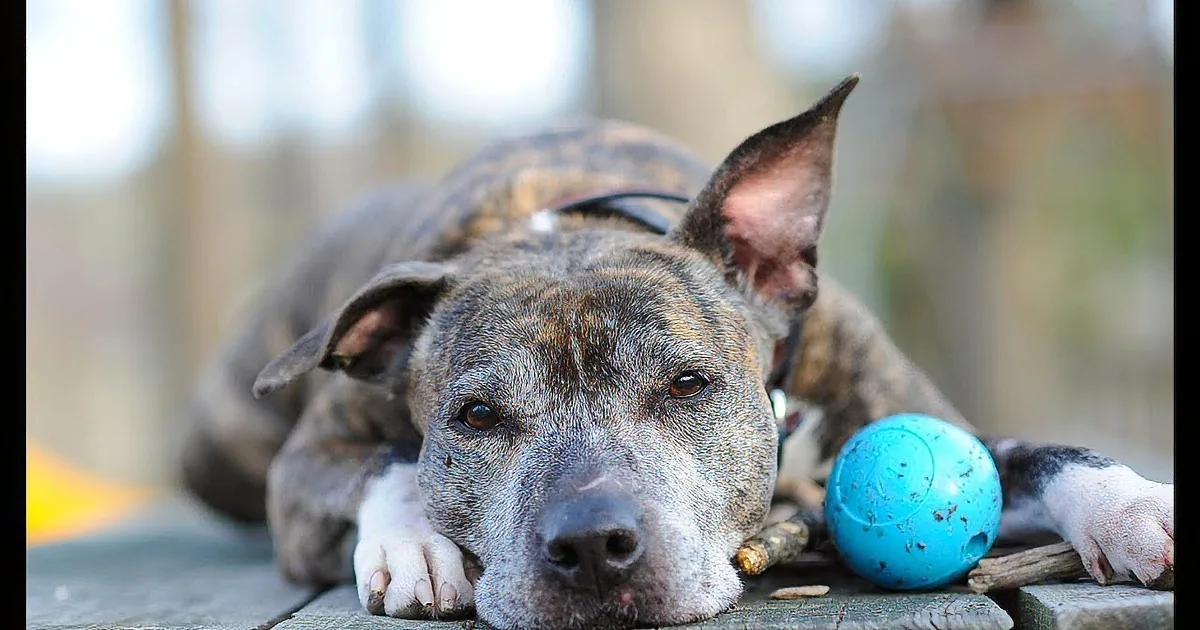 It Was Love at First Sight, Check out Stella''s Amazing Journey -- I''m in Tears!