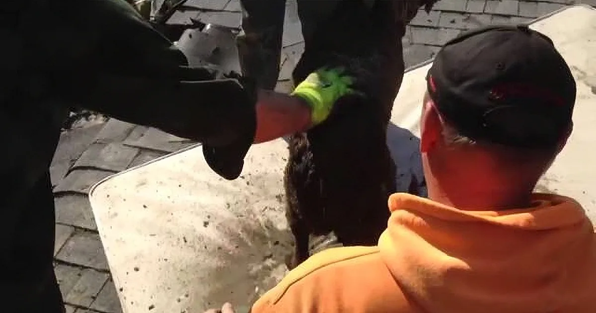 A person in a yellow shirt and black cap is holding a bird with a green glove on a roof.