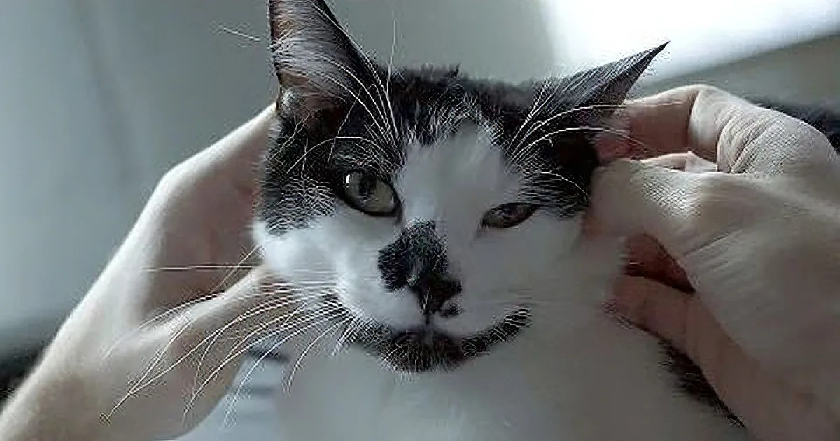 Does Your Cat Love You? Learn These 6 ''Tell Tail'' Signs and Find Out!