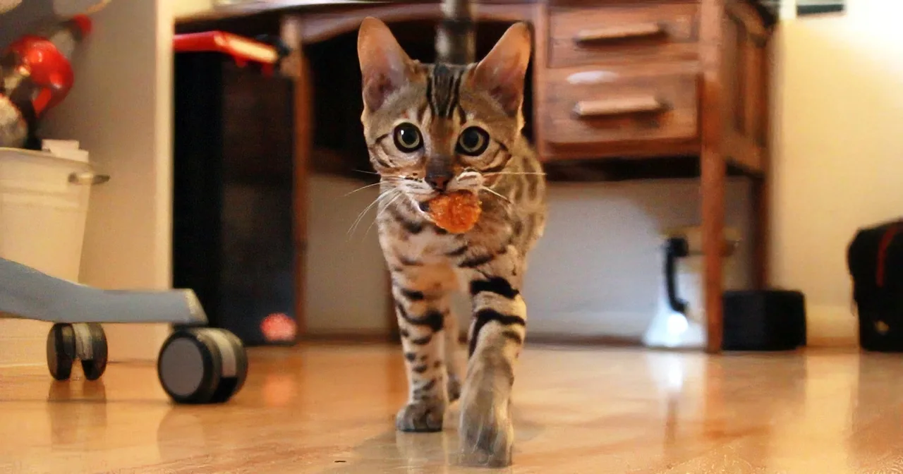 Who Said Kittens Can''t Play Fetch Was Seriously Wrong! This Kitten Puts Some Dogs to Shame!
