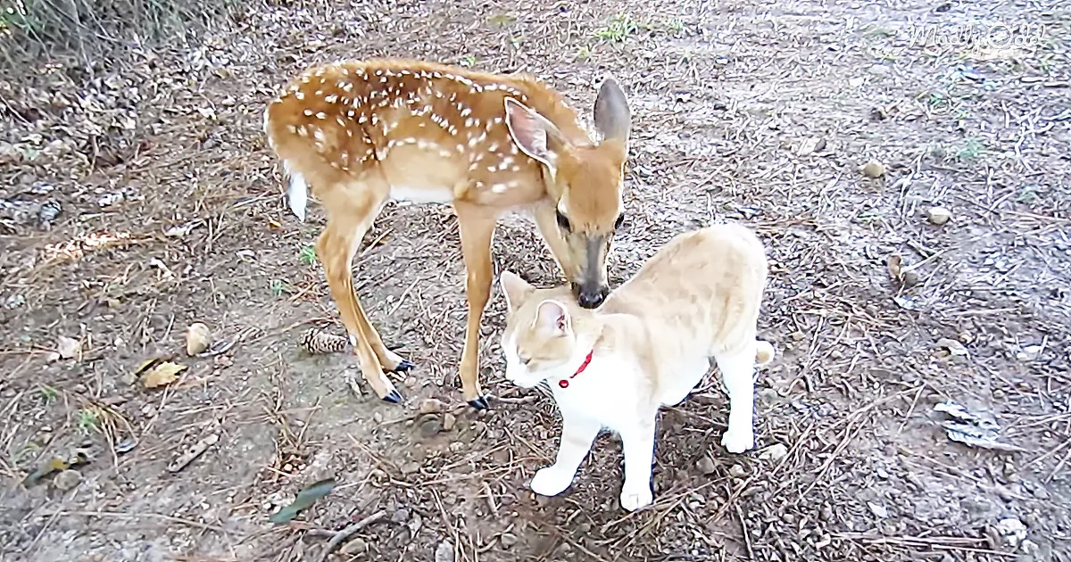 A fawn and a cat stand together on a forest floor, the fawn sniffing the cat's head.