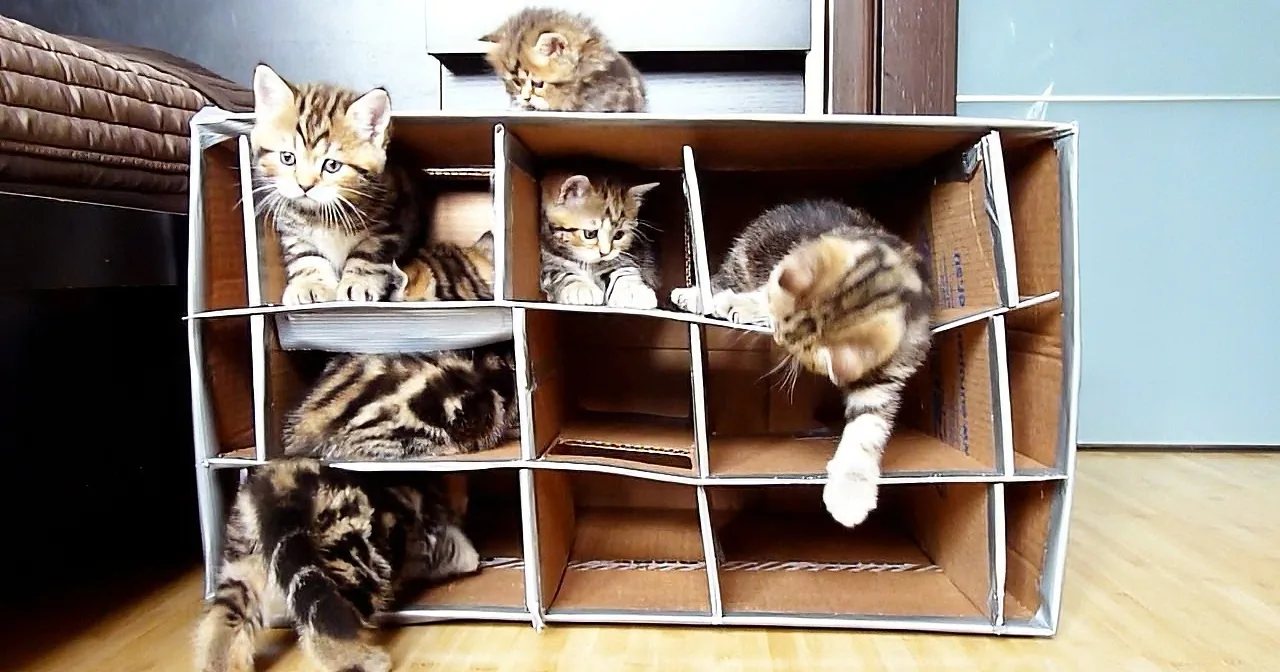 Several kittens are playing and exploring inside a multi-level cardboard box on a wooden floor.