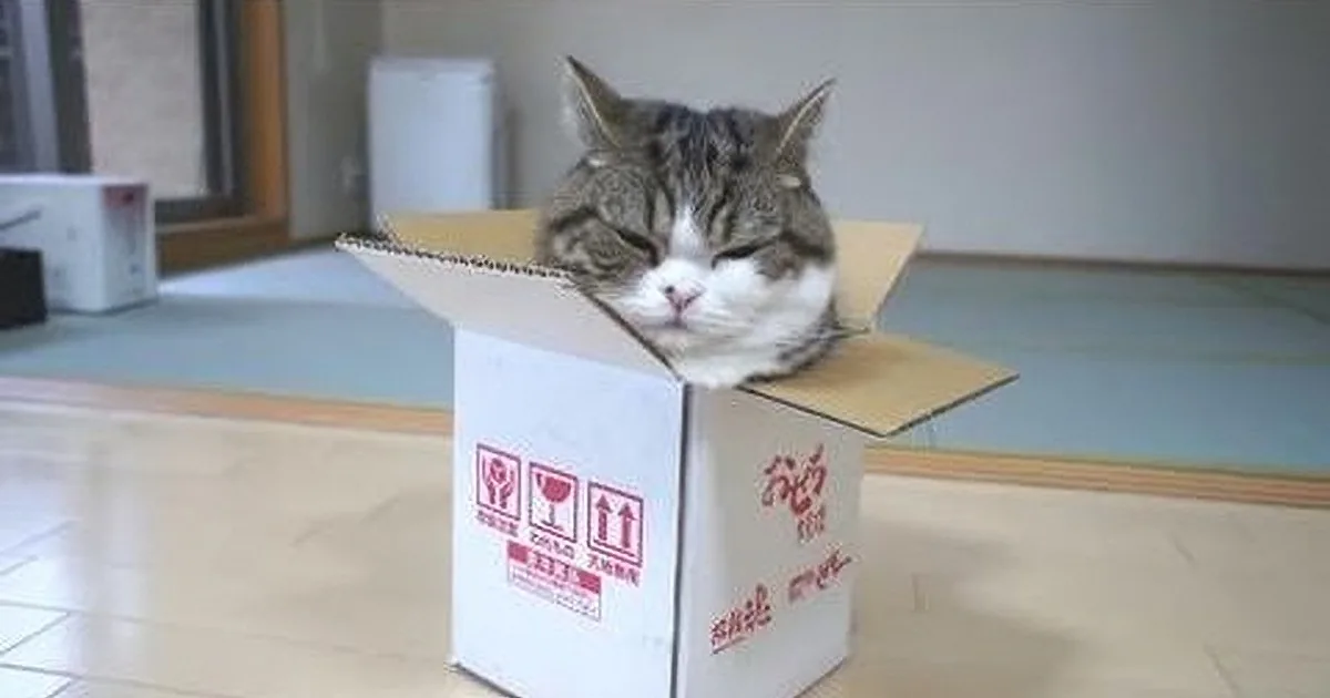 A relaxed cat with closed eyes rests inside a small cardboard box on a tiled floor.
