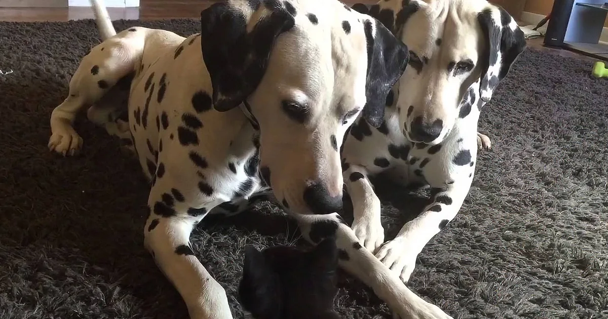 When This 5 Week Old Kitten Goes Against 2 ''Giant'' Dalmatians, Cuteness Is the Winner!