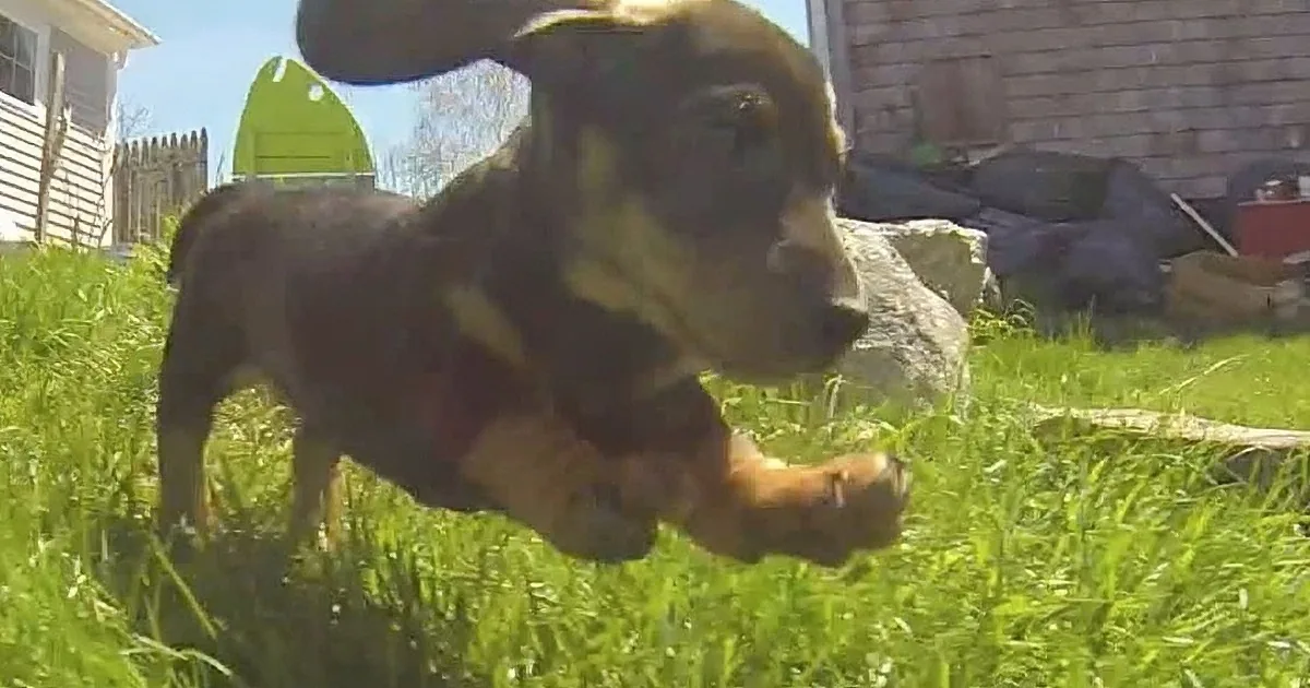 The Cutest Video You Will See Today... It Will Put a Smile on Your Face