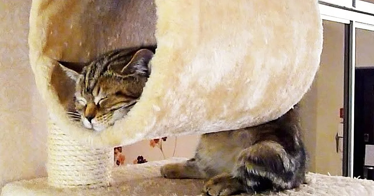 When It's Time to Take a Nap, Nobody Does It Better Than a Kitten