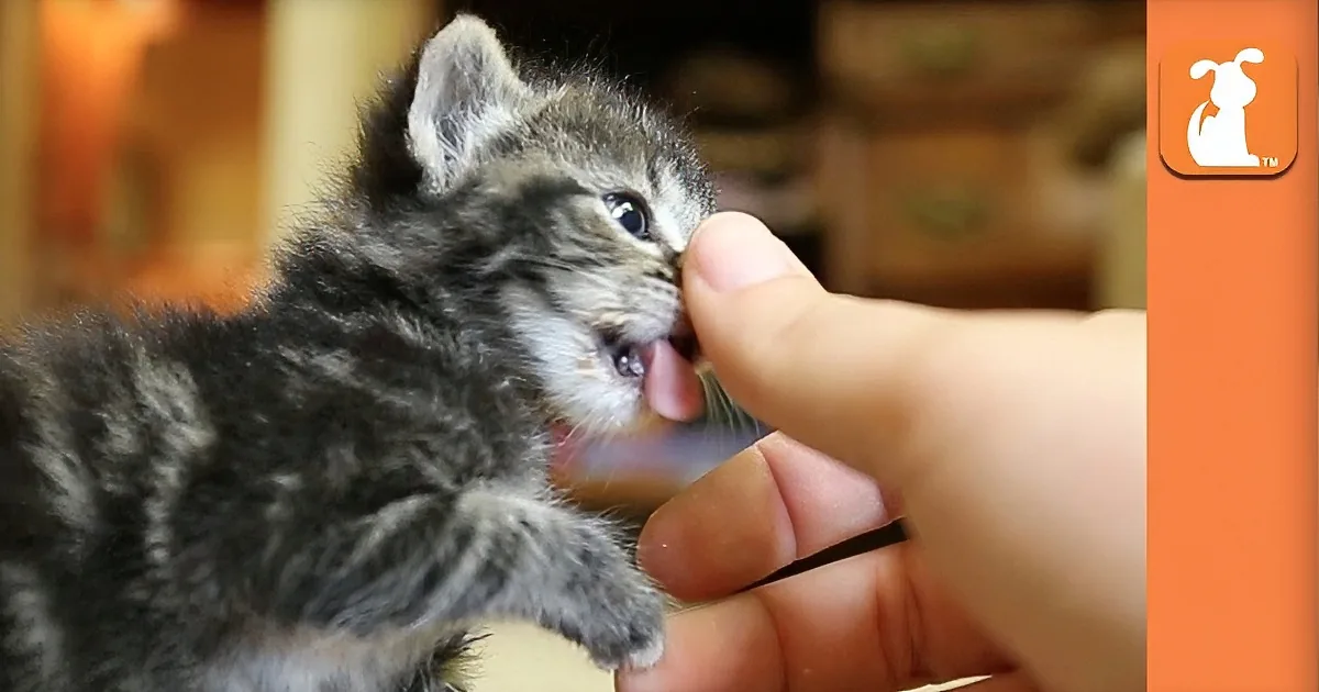 The Cuteness Kitten Video You Will Watch Today