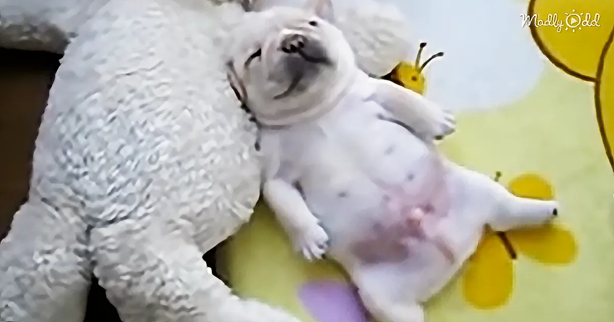 This Video Should Be Banned, It''s Too Cute! French Bulldog Puppy Napping Is Awww