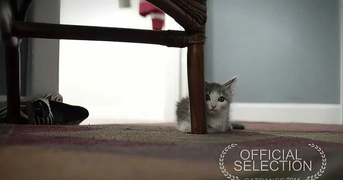 A curious kitten with white and gray fur peers under a chair, eyes wide, on a patterned carpet.