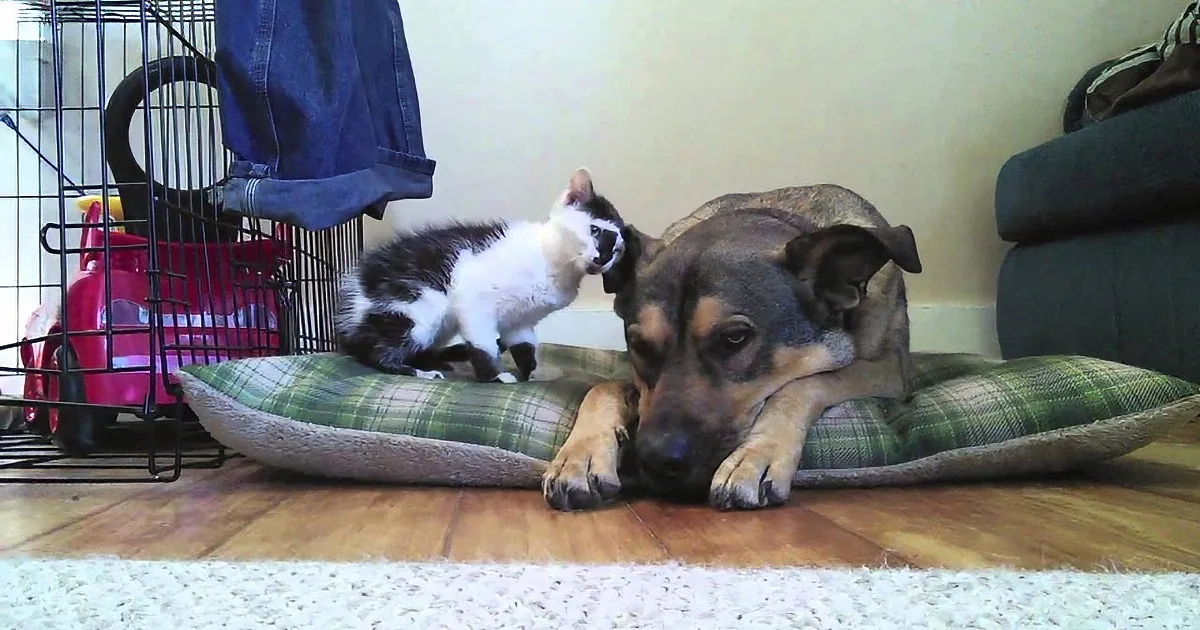 This Tiny Little Kitty Meets Big Dog for the First Time and We''re in ''Awww'' Mode!