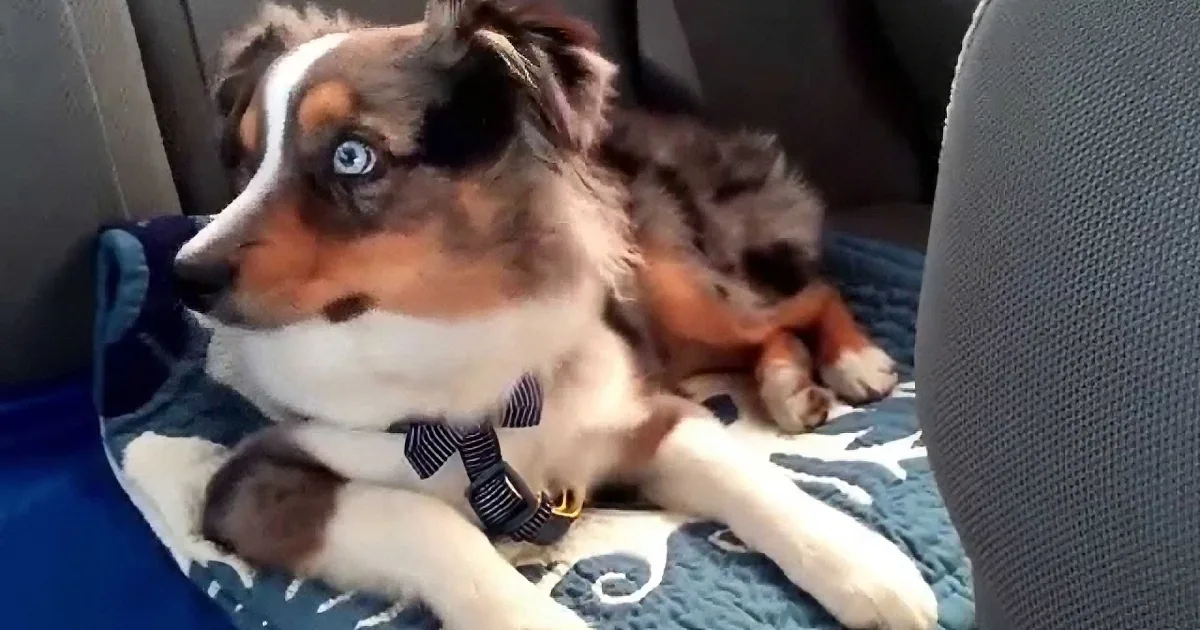 This Pup Hilariously Perks up When He Hears His Favorite Song
