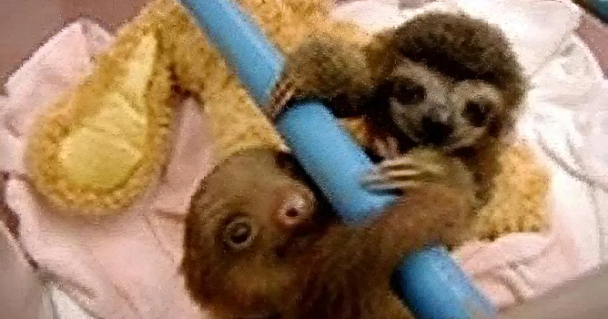 A baby sloth is playfully holding onto a blue object, appearing curious and adorable.