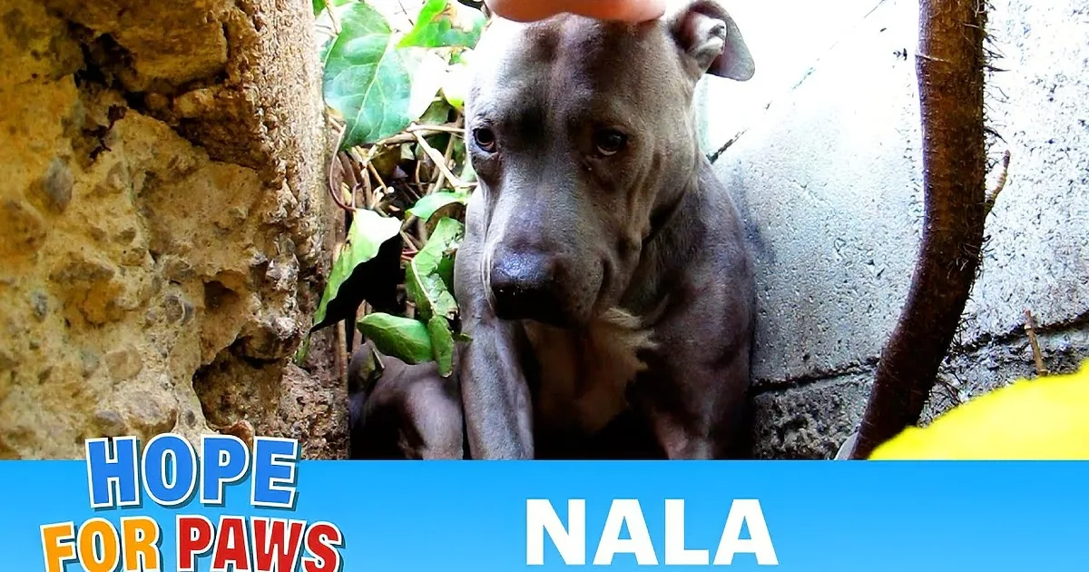 This Abused Dog Was Living in a Ditch, but What This Rescuer Did Will Bring Tears to Your Eyes!