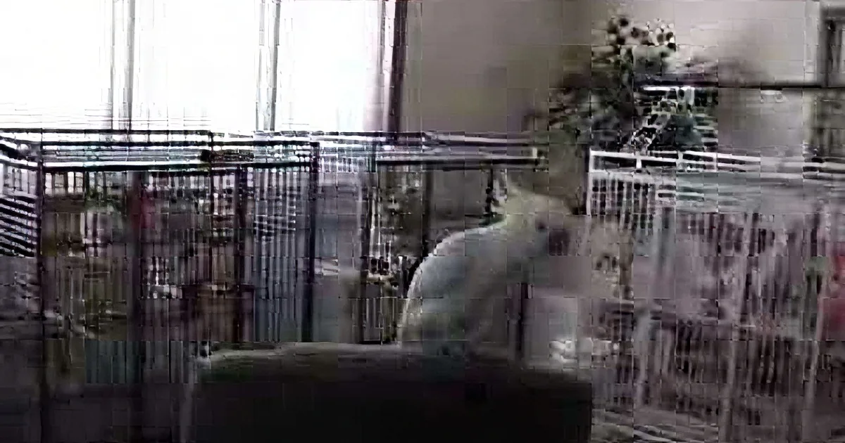 A cockatoo perches on a cage, pecking at a newspaper, surrounded by other bird cages.